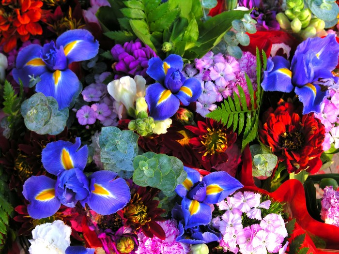 Vibrant Blue Irises with Colorful Mixed Flowers