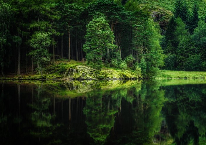 Forest reflected in a lake