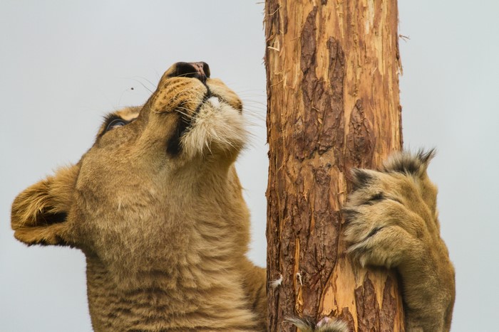 Lioness climbing a tree trunk