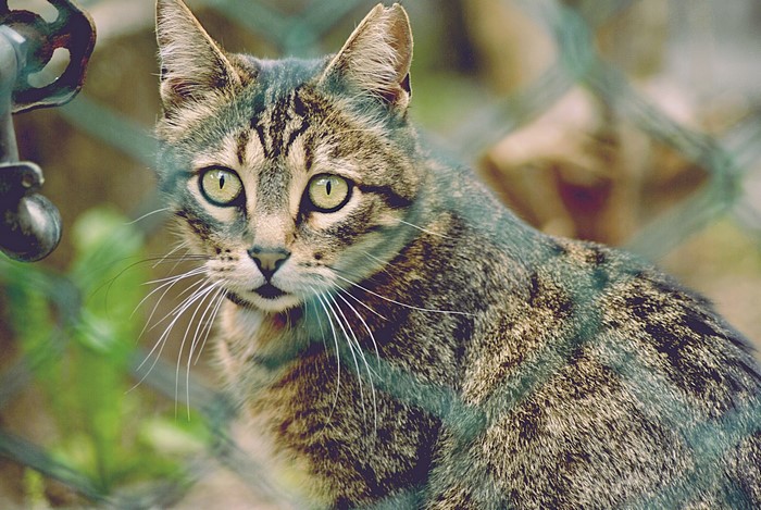 Tabby cat with green eyes behind a fence