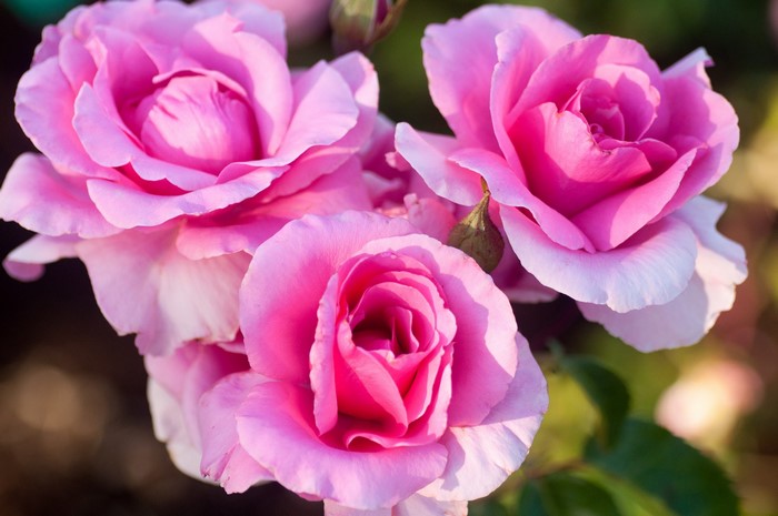 Close-up of Pink Roses