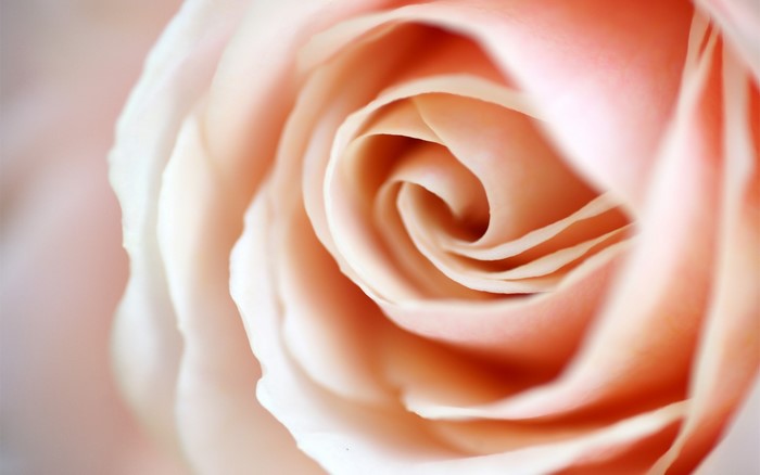Close-up of a delicate pink rose