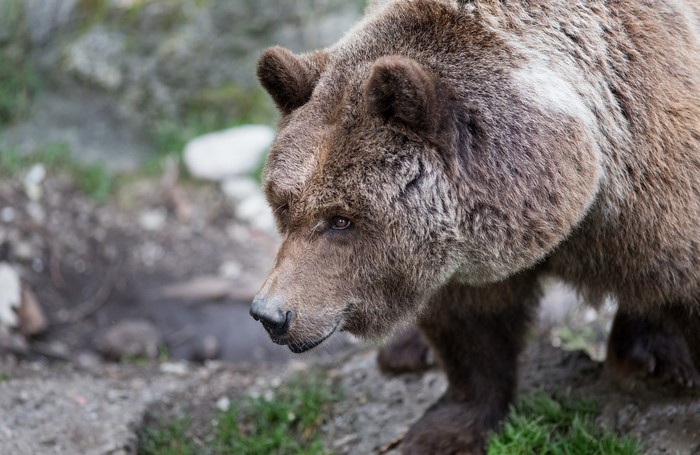 Bears Brown Bears