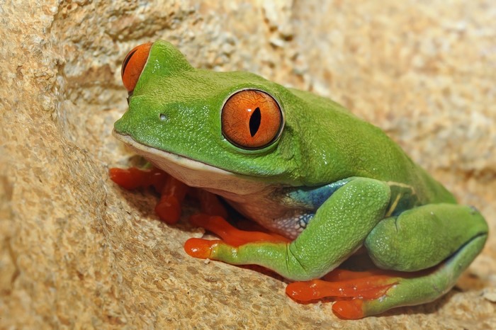 Green Red-Eyed Tree Frog on Rock