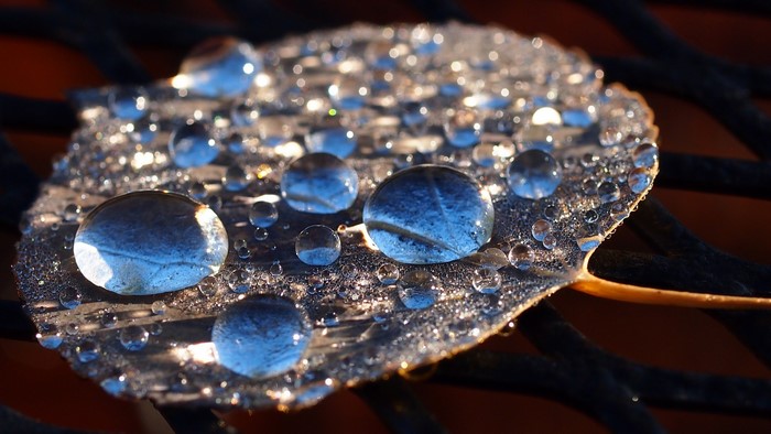 Closeup Foliage Drops