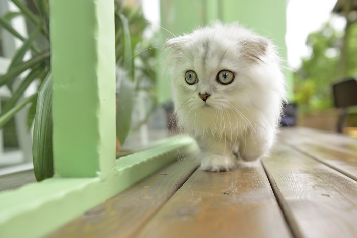Fluffy White Kitten Walking on Wooden Deck