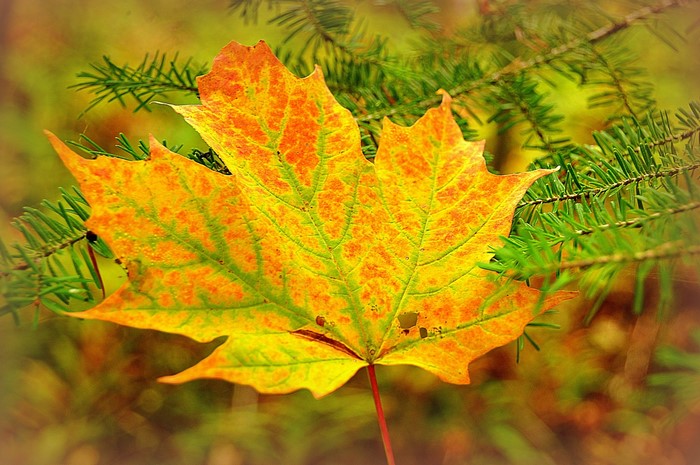 Vibrant Autumn Maple Leaf on Evergreen Branch