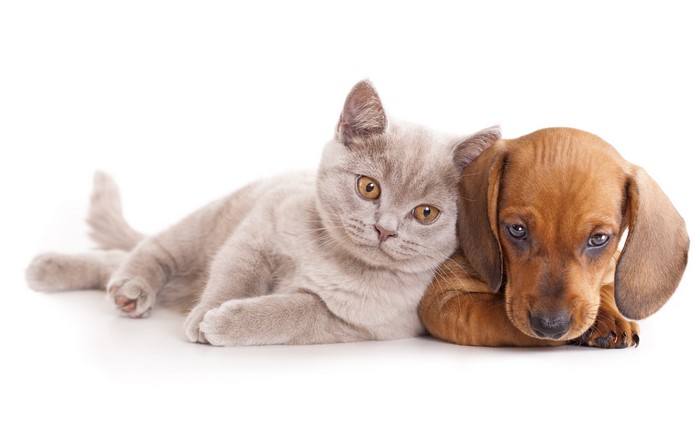 5K Cats Dogs Dachshund