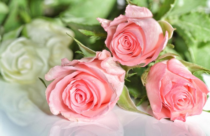Three pink roses and white roses