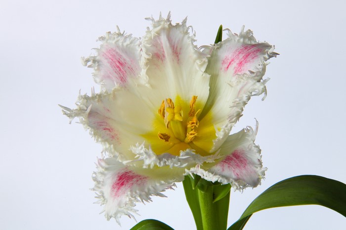 Fringed white and pink tulip flower