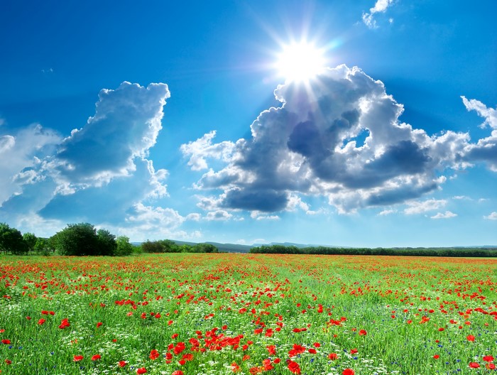Field of poppies under a sunny sky with clouds