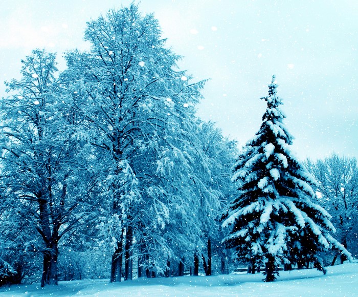 Snowy winter forest with fir tree