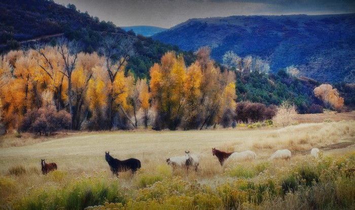 Horses in a field with autumn trees and mountains