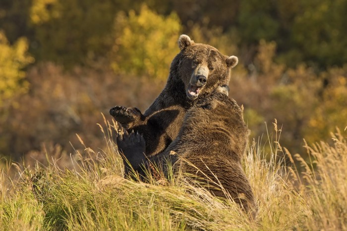 Two brown bears fighting in tall grass