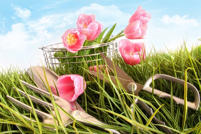 Pink Tulips and Gardening Tools in Grass