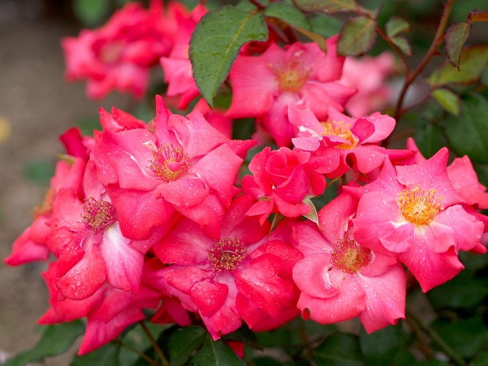 Cluster of bright pink roses with water droplets