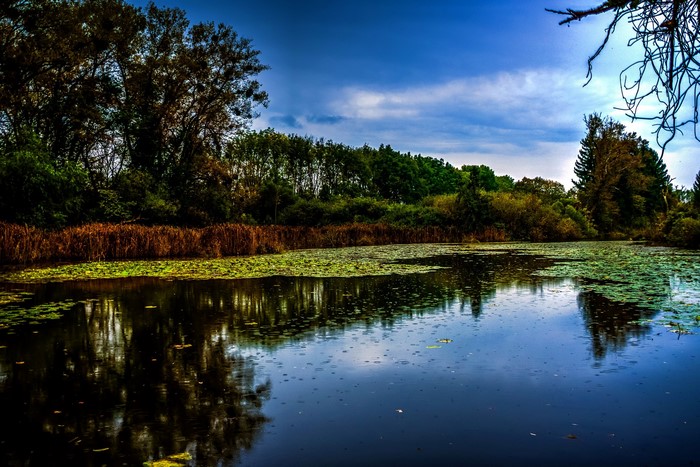 Lake with trees and lily pads in Germany