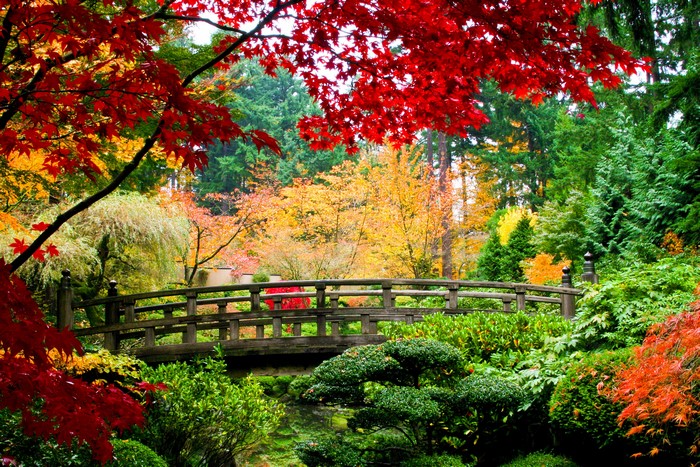 Japanese Garden with Wooden Bridge in Autumn