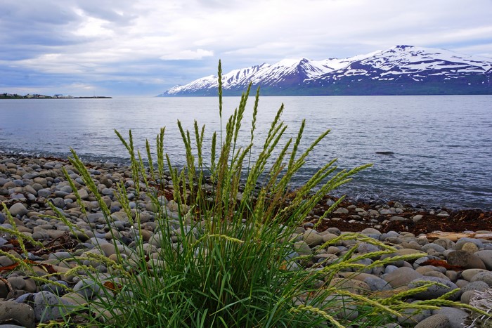 Icelandic Lake with Snow-Capped Mountains and Grass