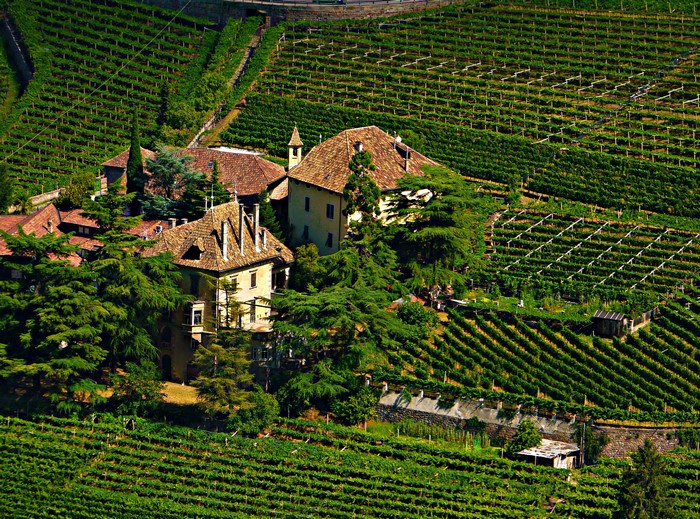 Vineyard with houses and trees in Bolzano, Italy