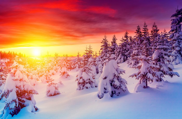 Winter forest at sunset with snow-covered trees