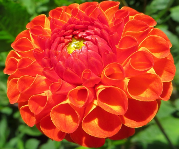 Close-up of a vibrant orange and red dahlia flower