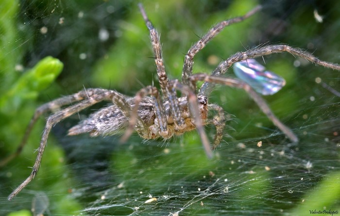 Spider on a web with green background