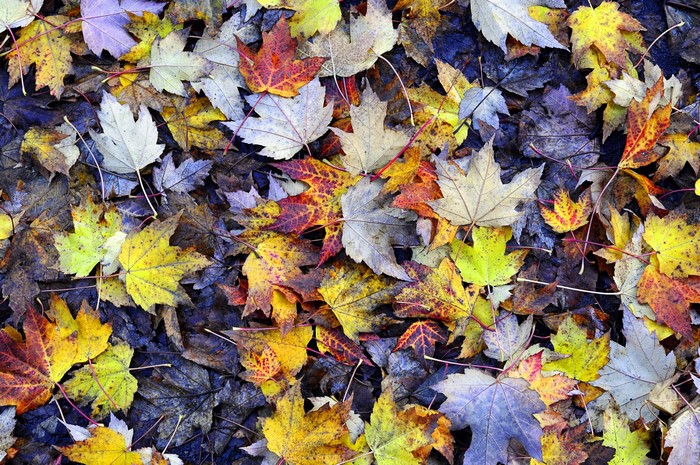 Autumn leaves on the ground