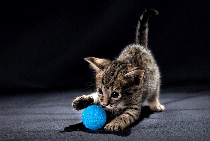 Kitten playing with a blue ball