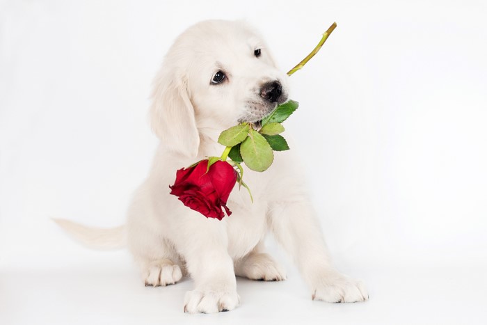 Golden Retriever Puppy Holding a Red Rose