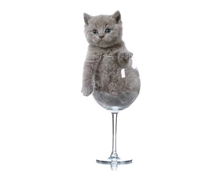 Grey kitten in a wine glass