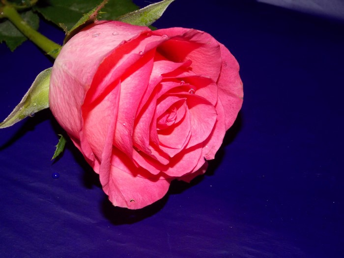 Pink rose with water droplets on a dark blue surface