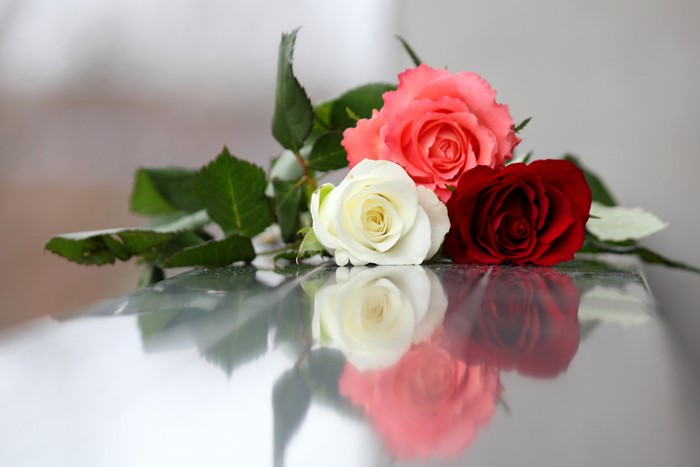 Three roses on a reflective surface