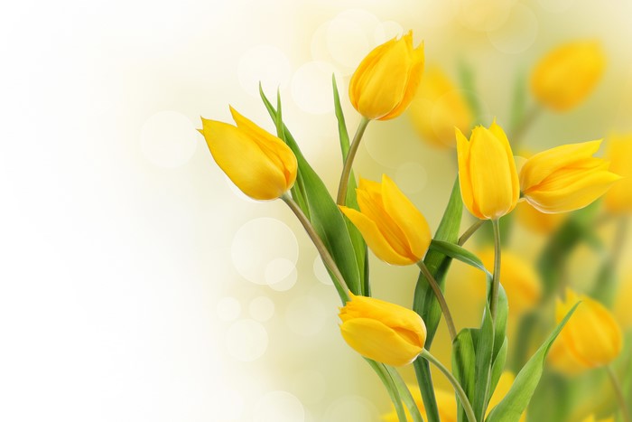 Yellow Tulips with Bokeh Background