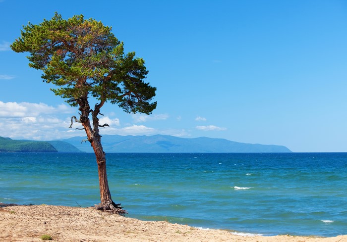 4K Baikal Lake Scenery with Tree in Russia