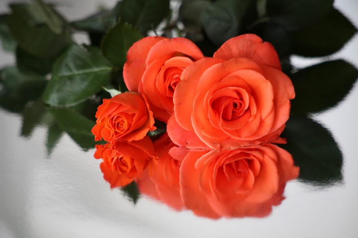 Orange Roses Reflected on a Surface