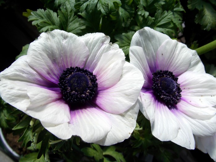 Two white and purple anemone flowers