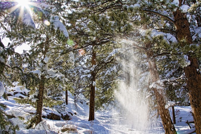 Winter forest with snow falling
