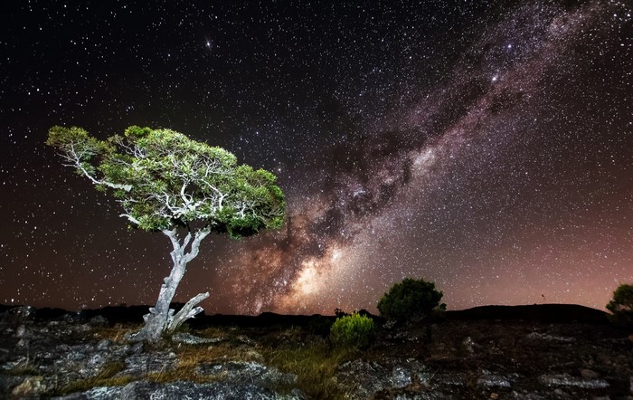 Milky Way galaxy over a lone tree at night