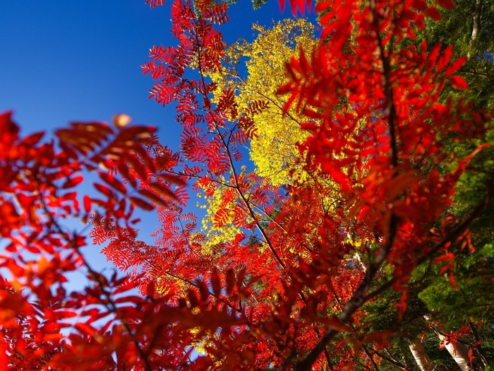 Vibrant Autumn Foliage with Red and Yellow Leaves