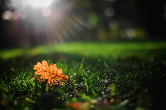 Orange leaf on grass with sun rays