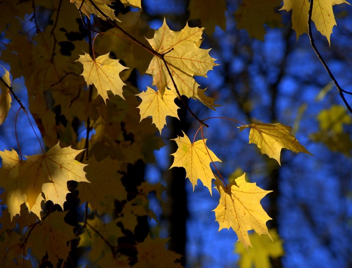 Golden Autumn Maple Leaves on Branches