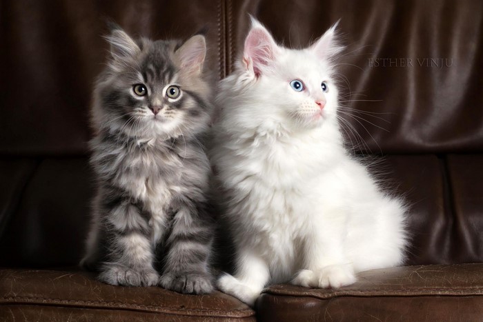 Two fluffy kittens on a leather couch