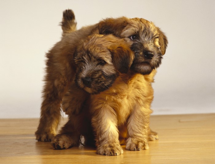 Two fluffy puppies playing on a wooden floor