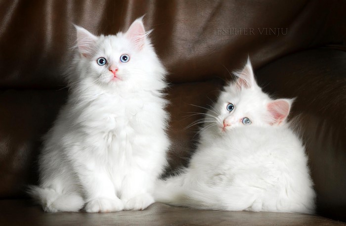 Two white kittens with blue eyes on a brown couch