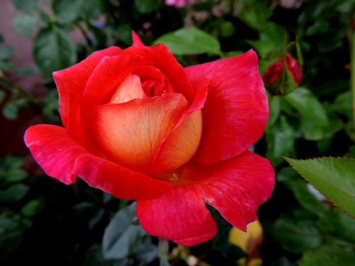 Red and orange rose in bloom