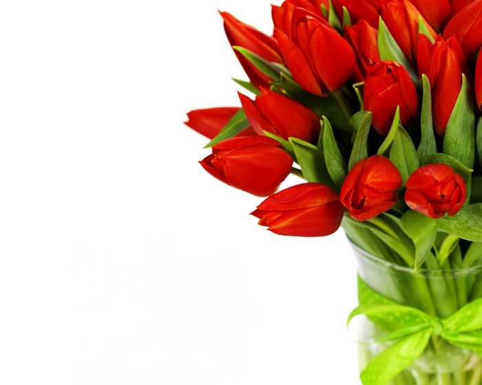 Red Tulips in a Vase with Green Ribbon