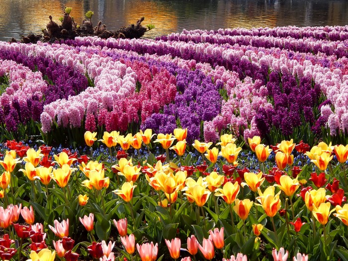 Field of colorful tulips and hyacinths by a body of water