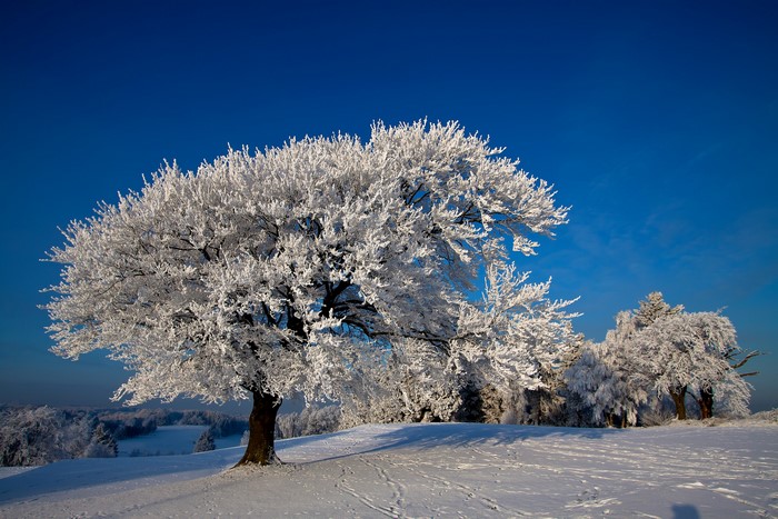 Winter scene with snow-covered trees and blue sky