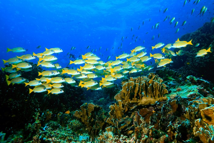 4K Underwater World with Corals and Fish